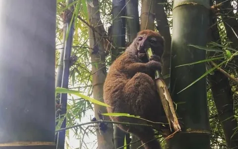 Лемуры Мадагаскара оказались на грани вымирания из‑за любителей деликатесов