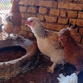 parodniy  tovuk yumurtga