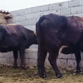 Gibrit Bogoz sygyrlar