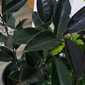 Фикус черный принц