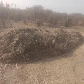 Yorunja gamsak hasal ot