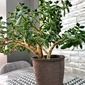 Цвето (Толстянка).