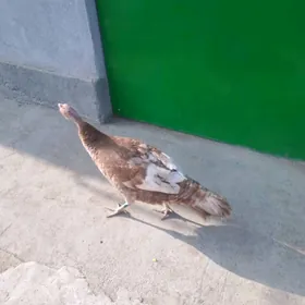 Индюк юмуртга