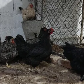 Balgar towuk 10 aýlyk