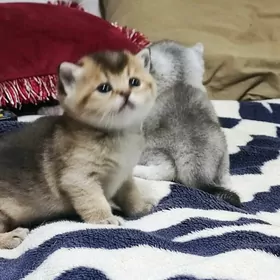 Шотландские-Шиншиллы