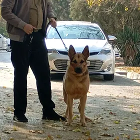 щенки немецкой овчарки