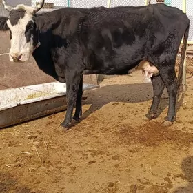 cornypiostr tohum sygyr