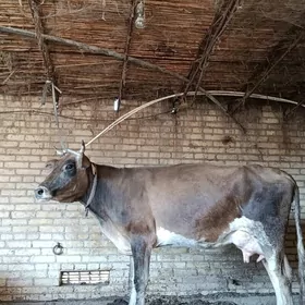 шивет аргинал голели сыгыр