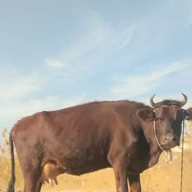 аргинал бурлат голели сыгыр