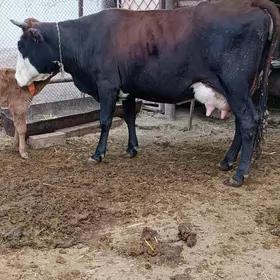 Simental gatyşyk goleli sygyr