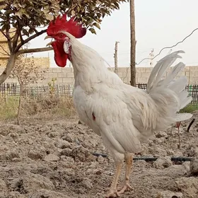 Lohman Sandy Lohman Brown