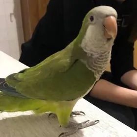 калита монах