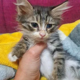 Малютка 2 мес