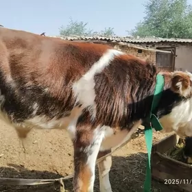 semental göleli sygyr