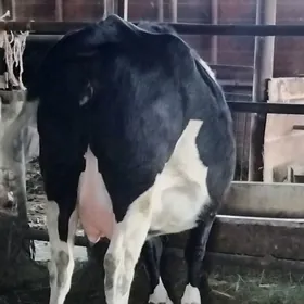 GIBRID AGYR BOGAZ SYGYR