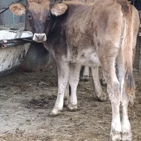 arginal śwes tohum okuz tuwe