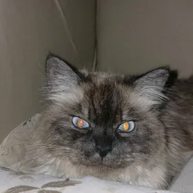 сиамский кот