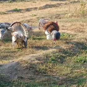 Satlyk induk horazlar