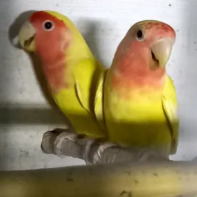 попугаи