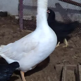 Газ, товук, хораз !