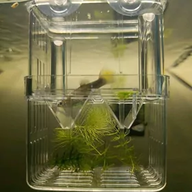 отсадник для гуппи