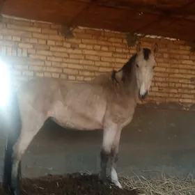 ой..хайваны