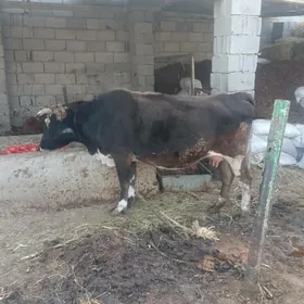 sygyr bakylan onuslik bara