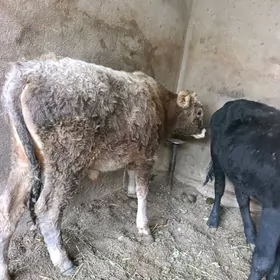 okuzce şiwes,gibrid