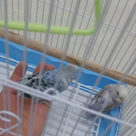 Kletkasy bln popugay