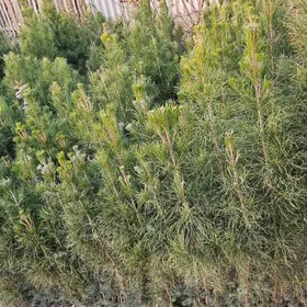 Sosna, yolka gyzyl balary sort