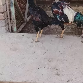 баес жуже сатлык 30