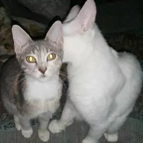 Кошки в добрые руки