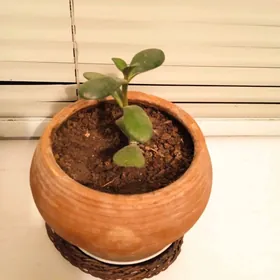 Денежное дерево