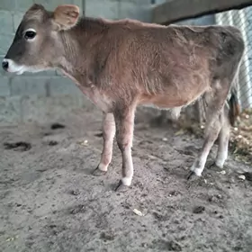 okuz siwes okuz siwes