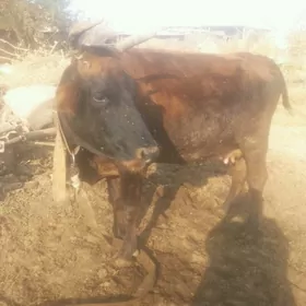 öküz  sygyr   tüwe