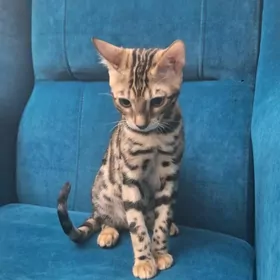 Бенгальские Кошки