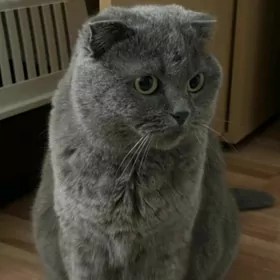 Шотландский вислоухий