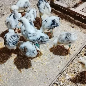 баес жуже сатлык