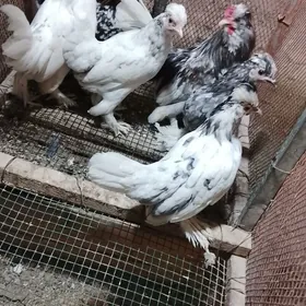 карлик араса