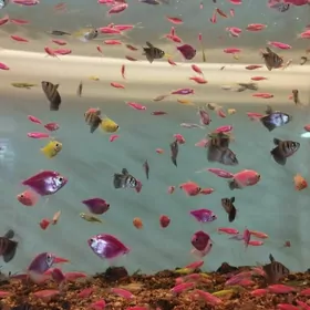 рыбки Теренция дание