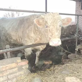 öküz parodny semental ýaş