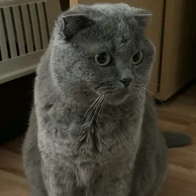 Шотландский вислоухий