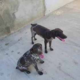 Kursshar awcy it paroda