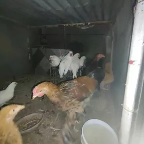 Товук хоразлар.