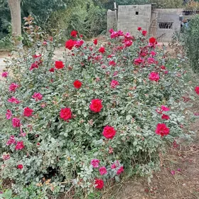 Güller we bezeg baglaryg