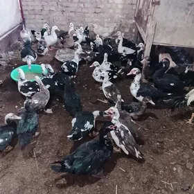 мускус догуп дуран