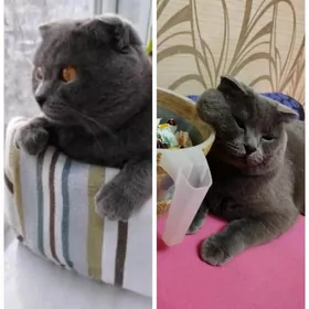 Кот Шотландец