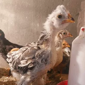 Brama,trokka,induku. yumurtasy