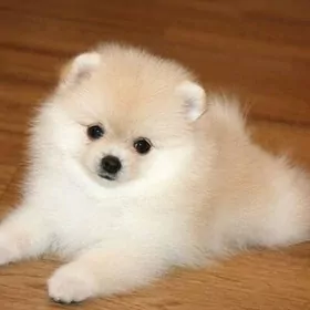 Памеранский шпиц