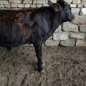 OKÜZ ŞWES TOHIM MAL